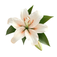 White Lily Flower AI-Generative png