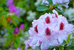 White Flowers of rhododendron cultivar in a garden. photo