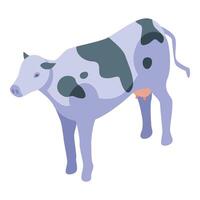 Spotted milk cow standing on farm in isometric projection vector