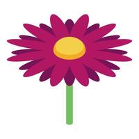 Single purple gerbera daisy flower blooming isometric view vector