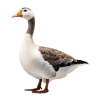 goose standing isolated on transparent background png
