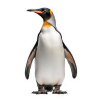 penguin standing upright isolated on transparent background png