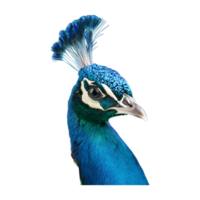 peacock displaying its feathers isolated on transparent background png