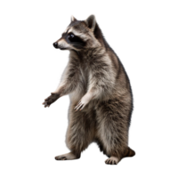 raccoon standing and holding something isolated on transparent background png