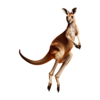 kangaroo in a jumping pose isolated on transparent background png