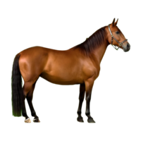 horse standing majestically isolated on transparent background png