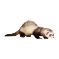 ferret crawling isolated on transparent background png