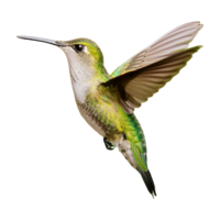 hummingbird hovering isolated on transparent background png