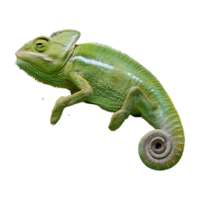 chameleon blending isolated on transparent background png