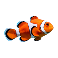 clownfish swimming isolated on transparent background png