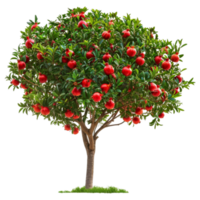 pomegranate tree with red fruits on a tree png