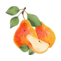 Composition of yellow pears with leaves and half a fruit.Botanical watercolor illustration.Clip art of ripe fruits from a tree for juice design, menu.Organic food sketch.Hand drawing isolated vector
