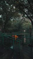 Serene Forest Pathway with Colorful Trash Bins video