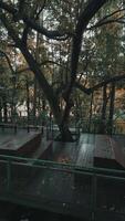 Tranquil Autumn Scene with Tree and Wooden Platform video