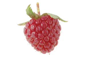 Close-up of a Fresh Red Raspberry png