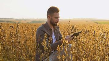 Farmer agronomist inspecting soybean growing with tablet in the farm field. Agriculture production concept video