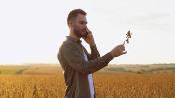 Young farmer standing in soybean field checking crops before harvest and talking on the phone video