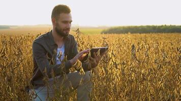Farmer agronomist inspecting soybean growing with tablet in the farm field. Agriculture production concept video