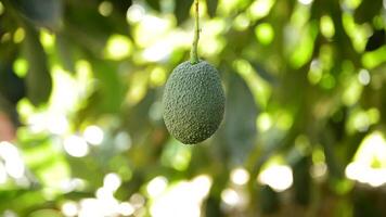 Hass avocado hanging in a avocado tree video