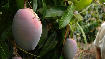 Worker collecting mango fruit manually in field video