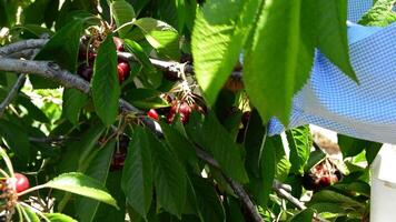 Harvest of fresh cherries by hand in cherry tree video