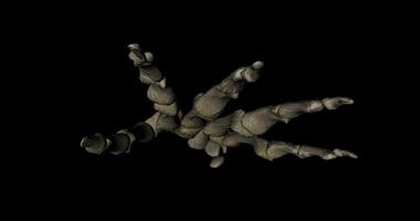 Bone structure in human hand of a skeleton with all the bones in rotation video