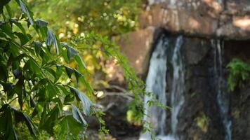 Green leaves next to a waterfall of water running over a archaeological ruin video