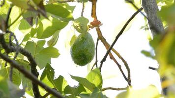Bacon avocado fruit in a branch of a avocado tree a sunny day video
