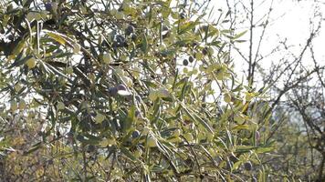 Olives in a branch of a olive tree a sunny day video