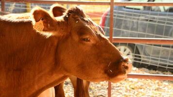Head of ox, calf, or beef eating in a barn with straw in a cattle fair video