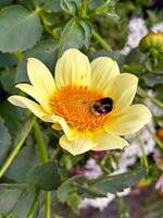 Macro shot of a bumblebee on a yellow flower, surrounded by green foliage. Captures pollination and vibrant nature. Ideal for gardening, wildlife, and ecological concepts. photo