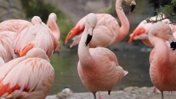 Gorgeous pink flamingos on the lake. Lot of flamingos hibernate in warm areas waiting to return home. American flamingo or Caribbean flamingo is looking for food in water video