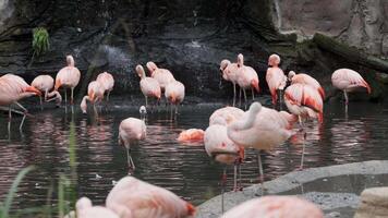 Flamingos courting just in advance of mating season. Flamboyance of Flamingo During Mating Season, doing mating Dance during mating season on the lake in the National park video