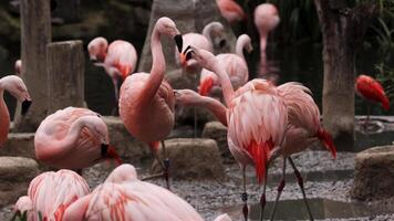Flamingos courting just in advance of mating season. Flamboyance of Flamingo During Mating Season, doing mating Dance during mating season on the lake in the National park video