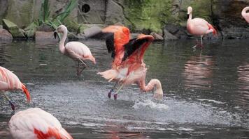 Gorgeous pink flamingos on the lake. Lot of flamingos hibernate in warm areas waiting to return home. American flamingo or Caribbean flamingo is looking for food in water video
