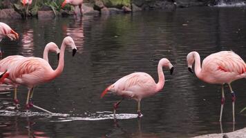 Gorgeous pink flamingos on the lake. Lot of flamingos hibernate in warm areas waiting to return home. American flamingo or Caribbean flamingo is looking for food in water video