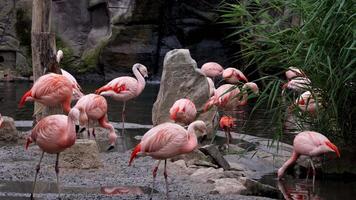 Gorgeous pink flamingos on the lake. Lot of flamingos hibernate in warm areas waiting to return home. American flamingo or Caribbean flamingo is looking for food in water video