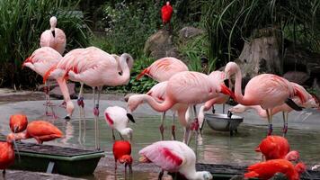 Gorgeous pink flamingos on the lake. Lot of flamingos hibernate in warm areas waiting to return home. American flamingo or Caribbean flamingo is looking for food in water video