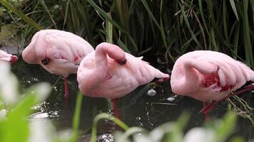 Gorgeous pink flamingos on the lake. Lot of flamingos hibernate in warm areas waiting to return home. American flamingo or Caribbean flamingo is looking for food in water video