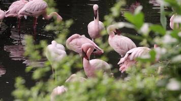 Gorgeous pink flamingos on the lake. Lot of flamingos hibernate in warm areas waiting to return home. American flamingo or Caribbean flamingo is looking for food in water video