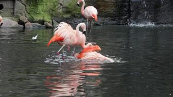 Flamingos courting just in advance of mating season. Flamboyance of Flamingo During Mating Season, doing mating Dance during mating season on the lake in the National park video