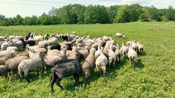 A Herd Of Rams And Sheep In The Field Grazing On The Meadow And Running Away In Fright. video