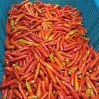 Photo of lots of chilies