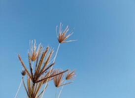 Dry and Brown Chloris Virgata Plants, Clear Sky Background photo