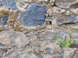 Background of Rough Texture of Rocks and Wild Plants photo