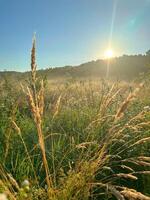 Meadow with field grass with glistening dew in front of forest, early summer morning. photo