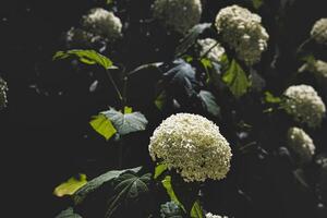 white hydrangea blooms contrast against a dark background, giving a dramatic effect. photo