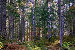 Shadow September green forest thicket with firs and bushes photo