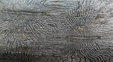 Close-up of a tree. Traces of bark beetles on the trunk of a tree photo
