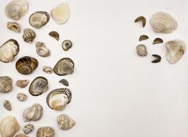 Lots of shells. Shells on a white background. Seashells background. Shells macro photo